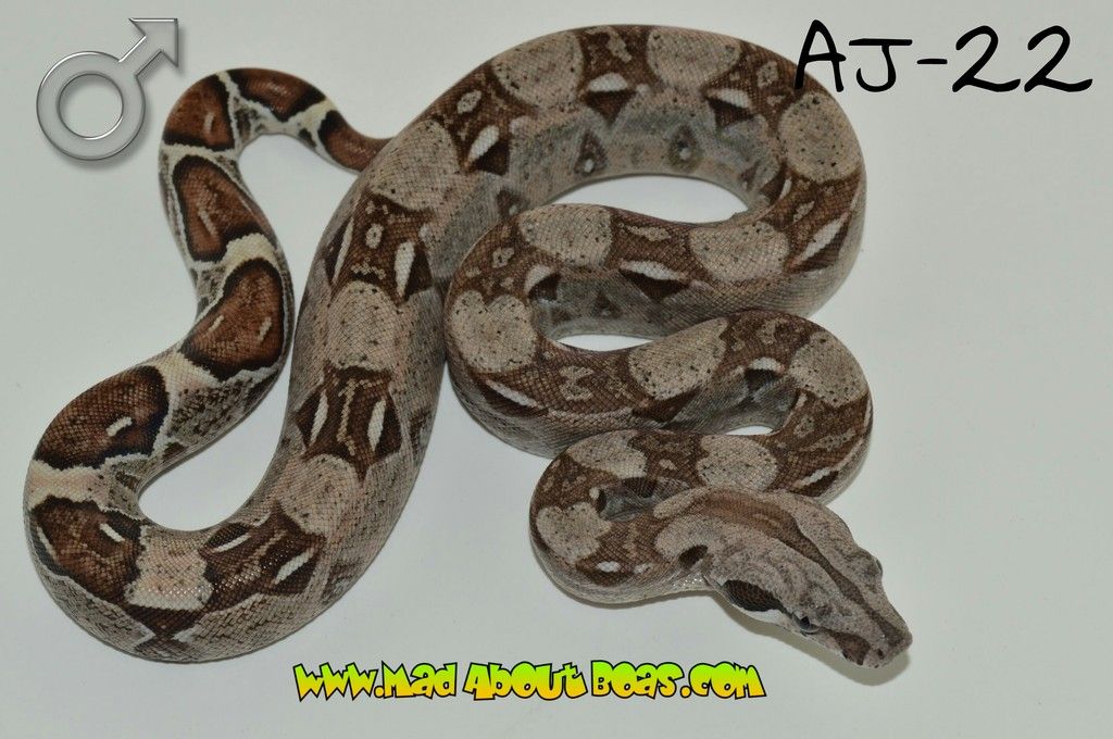 SE England CB17 boa morphs arcticglow jungle litter Reptile Forums